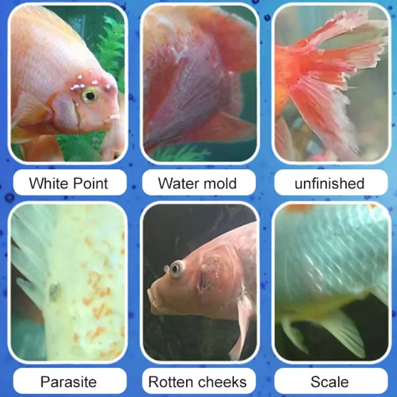 Tratamento de doenças de peixe - Marine Aquarium Bacteria avaliação e preço